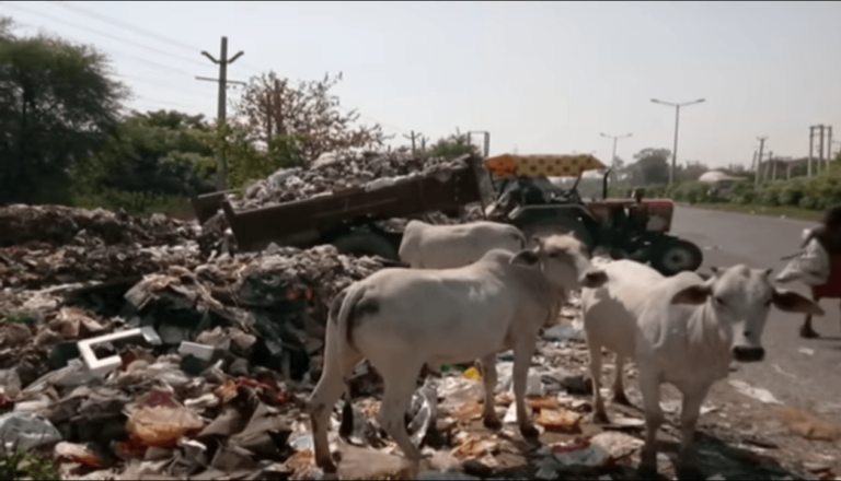 आवारा पशु मुक्त जिला बना फरीदाबाद,नई गोशालाओं का हुआ निर्माण