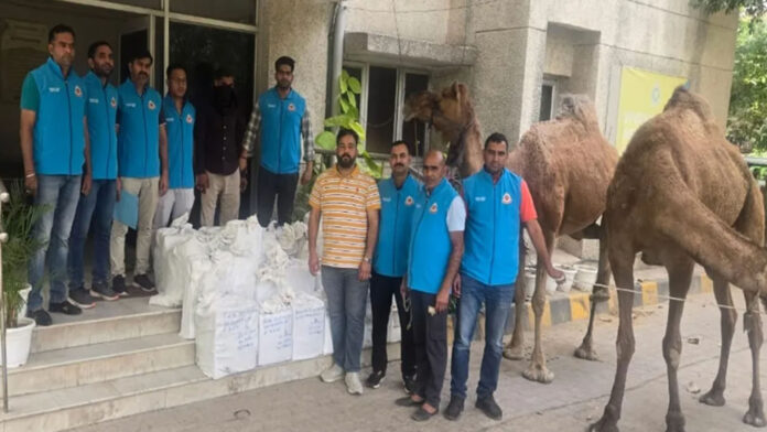 दिल्ली में 'रेगिस्तान के जहाज' से शराब की तस्करी: संगम विहार के जंगलों में ऊंटों का 'काफिला' पकड़ा; पुलिस की सख्ती देख तस्करों ने बदला रास्ता