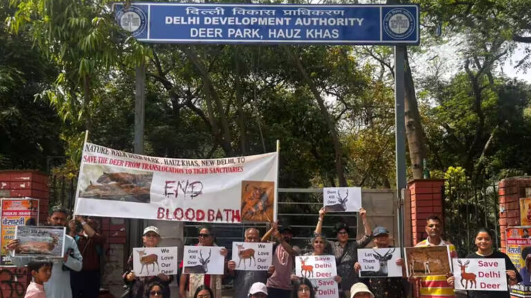 डियर पार्क के हिरणों पर मौत का साया: टाइगर रिजर्व भेजने के फैसले पर मचा बवाल, सर्वे में 261 में से सिर्फ 17 जीवित मिलने से खुली वन विभाग की पोल